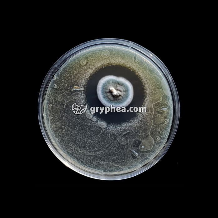 Expérience de Fleming - contamination d'une culture bactérienne - gryphea.com